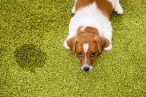 Pet-Treatment-Service
