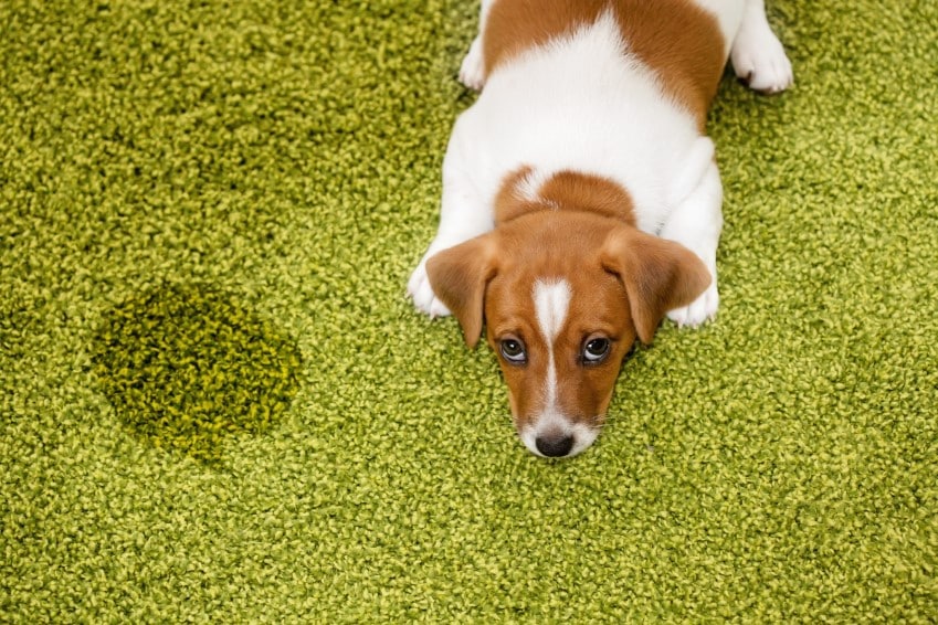 Pet-Treatment-Service
