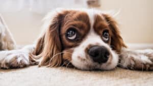 Pet Odor