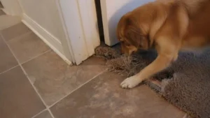 How to repair a carpet from dog scratching